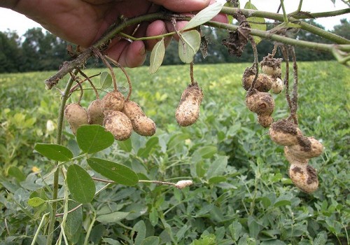 выращивание арахиса